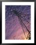 Power Line Tower by Mitch Diamond Limited Edition Print