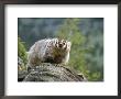 American Badger On Rock by Norbert Rosing Limited Edition Print