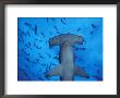 Hammerhead Shark From Below, Galapagos Islands, Ecuador by Stuart Westmoreland Limited Edition Pricing Art Print