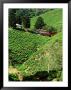 Boh's Sungais Palas Estate Tea Plantation, Cameron Highlands, Perak, Malaysia by Richard I'anson Limited Edition Print