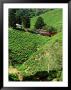 Boh's Sungais Palas Estate Tea Plantation, Cameron Highlands, Perak, Malaysia by Richard I'anson Limited Edition Print