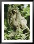 Sloths Cling To A Tree Branch by Steve Winter Limited Edition Pricing Art Print