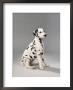 Dalmatian At Rest by Petra Wegner Limited Edition Pricing Art Print