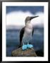 Blue Footed Booby, Galapagos Islands, Ecuador by Gavriel Jecan Limited Edition Print