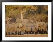A Herd Of African Elephants Leaving A Waterhole by Beverly Joubert Limited Edition Pricing Art Print
