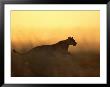 Silhouetted Lioness Running At Twilight by Beverly Joubert Limited Edition Print
