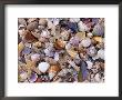Mixed Sea Shells On Beach, Sarasata, Florida, Usa by Lynn M. Stone Limited Edition Pricing Art Print