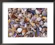 Mixed Sea Shells On Beach, Sarasata, Florida, Usa by Lynn M. Stone Limited Edition Print