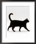 Domestic Cat, Black Short-Hair Male, Walking Profile by Jane Burton Limited Edition Print