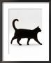 Domestic Cat, Black Short-Hair Male, Walking Profile by Jane Burton Limited Edition Pricing Art Print