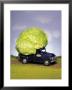 Lettuce In Bed Of Miniature Truck by Peter Ardito Limited Edition Print