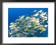 Schooling Bigeye Snappers, Great Barrier Reef, Australia by Jurgen Freund Limited Edition Print