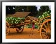 Wooden Carts Loaded Up With Cabbages, Shan State, Myanmar (Burma) by Jerry Alexander Limited Edition Print