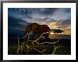 An African Elephant (Loxodonta Africana) Walking Along The Beach by Michael Nichols Limited Edition Print