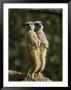 A Pair Of Meerkats Keep A Double Watch On Things by Jason Edwards Limited Edition Pricing Art Print