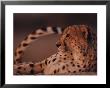 A Portrait Of An African Cheetah Resting by Chris Johns Limited Edition Print