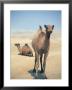 Two Camels by Lauree Feldman Limited Edition Pricing Art Print