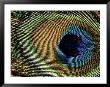 Close-Up Of Peacock Feather by Russell Burden Limited Edition Pricing Art Print