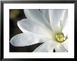 Magnolia Stellata Royal Star, Close-Up Of A White Flower by Hemant Jariwala Limited Edition Pricing Art Print