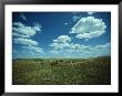 Small Herd Of Bison Graze Native Grasses On A Nebraska Prairie by James P. Blair Limited Edition Print