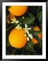 Valencia Oranges And Blooms by Inga Spence Limited Edition Print