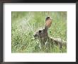 Rabbit, Tierra Del Fuego, Argentina, South America by Jochen Schlenker Limited Edition Print