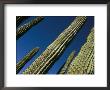 Low Angle View Of Tall Cactus Plants, Sonoran Desert Plant, Near La Paz, Baja California, Mexico by Marco Simoni Limited Edition Print