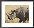 Black Rhinoceros Or Hook-Lipped Rhinoceros With Yellow-Billed Oxpecker, Kenya, Africa by James Hager Limited Edition Print