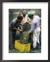 Gathering Olives For Fine Extra-Virgin Oil, Frantoio Galantino, Bisceglie, Puglia, Italy by Michael Newton Limited Edition Print