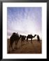Berber Camel Leader With Three Camels In Erg Chebbi Sand Sea, Sahara Desert, Near Merzouga, Morocco by Lee Frost Limited Edition Print