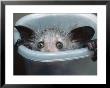 Aye-Aye, Infant Peering Out Of Tuppaware Container, Duke University Primate Center by David Haring Limited Edition Print