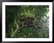 Male Chimpanzee Perched On A Tree Branch by Michael Nichols Limited Edition Print