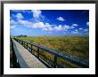 Walkway Through River Of Grass, Sawgrass Slough, Pa-Hey-Okee Overlook, Everglades National Park, Us by Witold Skrypczak Limited Edition Print