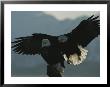 Attempting To Take Over Northern American Bald Eagles Perch, Another Eagle Swoops Down From Behind by Norbert Rosing Limited Edition Print