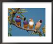 Four Gouldian Finches by Petra Wegner Limited Edition Print