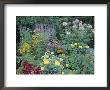 Various Species Of Flowers In Garden by Mark Gibson Limited Edition Pricing Art Print