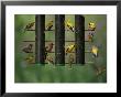 American Goldfinches And House Finches Eat Thistle Seed From A Feeder by Joel Sartore Limited Edition Pricing Art Print
