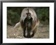 A Portrait Of A Male Gelada by Michael Nichols Limited Edition Pricing Art Print