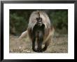 A Portrait Of A Male Gelada by Michael Nichols Limited Edition Pricing Art Print