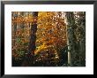 Autumn-Colored Beech Trees, Holly, And Pine In Upland Hardwood Forest by Raymond Gehman Limited Edition Print