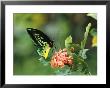 Butterfly Perched On A Flower And Sipping Nectar by Klaus Nigge Limited Edition Print