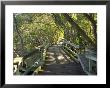 Mangrove Boardwalk, Botanic Gardens, Brisbane, Queensland, Australia by David Wall Limited Edition Print