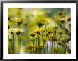 Doronicum X Excelsum (Harpur Crewe) by Mark Bolton Limited Edition Print
