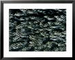 A School Of Striped Catfish by Wolcott Henry Limited Edition Print