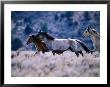 Kiger Mustang Wild Horses, U.S.A. by Mark Newman Limited Edition Print