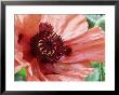 Papaver Orientale Pizzicato (Oriental Poppy) by Michael Davis Limited Edition Print