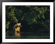 A Brown Bear In Golden Sunlight At Waters Edge by Klaus Nigge Limited Edition Print
