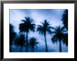 Palms Along Ocean Avenue, Santa Monica, Los Angeles, California, Usa by Walter Bibikow Limited Edition Pricing Art Print