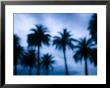 Palms Along Ocean Avenue, Santa Monica, Los Angeles, California, Usa by Walter Bibikow Limited Edition Print