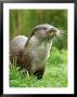 European Otterlutra Lutraclose-Up Portraiton Riverbank by Mark Hamblin Limited Edition Pricing Art Print